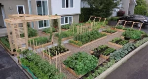 Ide Menakjubkan Untuk Menumbuhkan Kebun Sayur Di Halaman Belakang Anda